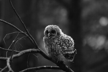 Chouette La Plaine Mai 2025