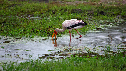 Yelow billed stork fishing in the Okavange delta