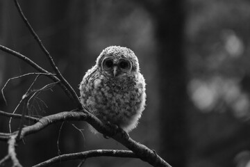 Chouette La Plaine Mai 2025