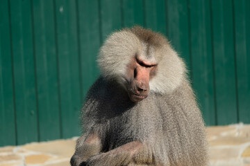 Baboon Monkey Zoo Animal Sitting Green Fence