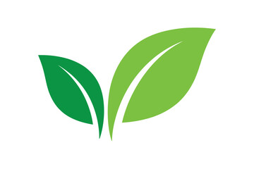 Two green leaves with pointed tips on white background