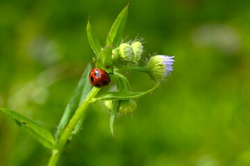 Annual fleabane (Erigeron annuus) flowers. Asteraceae biennial plants. It produces a yellow tubular...