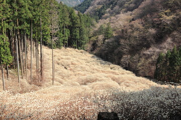 群馬県桐生市「屋敷山　ミツマタ群生地」