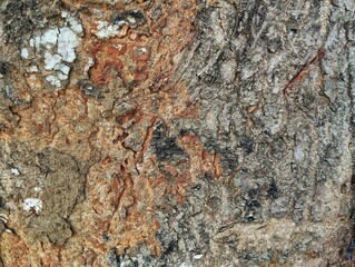 Close up of Ambarella  tree bark texture background 