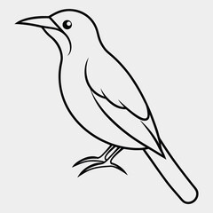 Obraz premium line art of honeycreeperl on the white background.eps