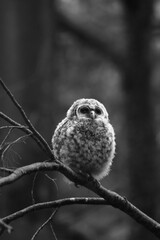 Chouette La Plaine Mai 2025