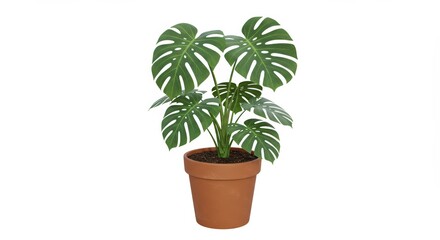 Fototapeta premium Swiss Cheese Plant in a Terracotta Pot