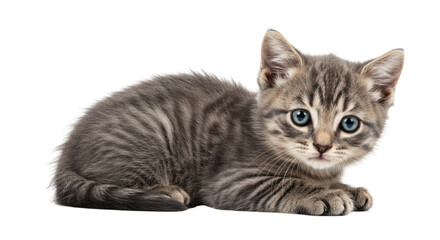 Close-Up of Relaxed Gray Tabby Kitten with Blue Eyes