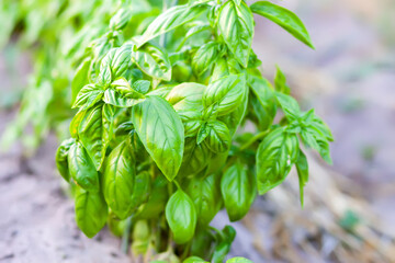 Green basil grow in a garden. Natural food ingredients close-up.
