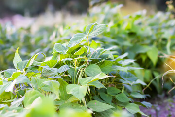 Obraz premium Beans in organic garden farm. Ripening vegetables. Healthy natural food ingredients.