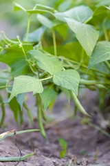 Beans in organic garden farm. Ripening vegetables. Healthy natural food ingredients.