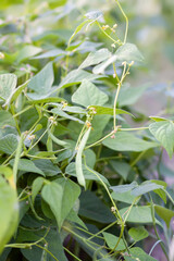 Beans in organic garden farm. Ripening vegetables. Healthy natural food ingredients.