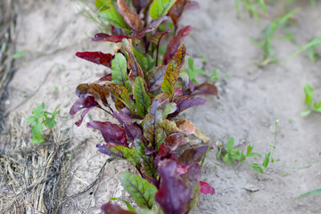 Young beet green leaves on a kitchen-garden. Organic farm vegetables.