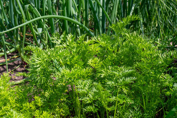 Carrot plants in the vegetable patch and growing onions in the background in early summer. Optimal...