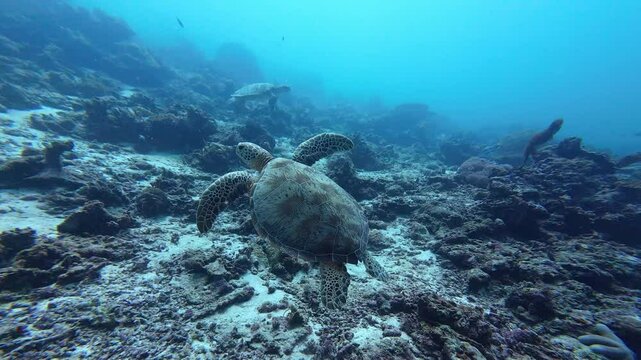 Maratua, Indonesia: Underwater footage of a sea turtle swim in slow motion on the reef of the in Maratua in the Derawan islands in Indonesian Borneo