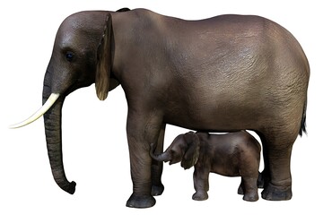 Fototapeta premium Mother elephant protects her baby calf
