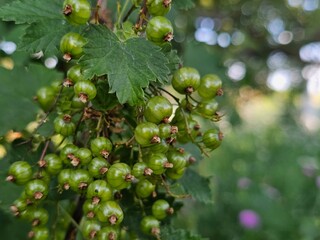 gooseberries on a bush