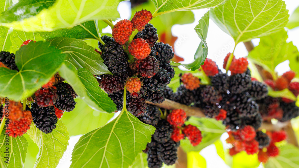 Poster many black mulberry bunches on tree branches. black morus berries in garden. mulberry tree with ripe