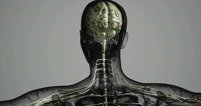 This detailed visualization showcases the human nervous system, highlighting the intricate connections between the brain, spinal cord, and peripheral nerves.