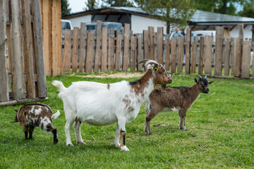 Obraz premium Goats