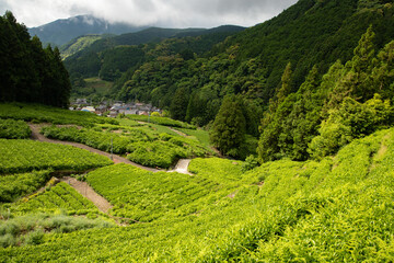 静岡の棚田の茶畑