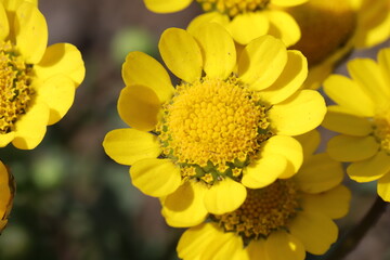 日本の春の公園に咲くクリサンセマム・ムルチコーレの黄色い花