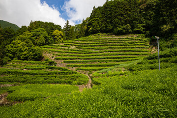 静岡のだんだん茶畑