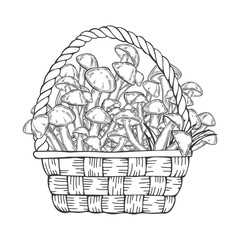  Basket with mushrooms, honey mushrooms. Hand drawn vector illustration. Perfect for design templates,wrapping, print, packaging design, advertising, menus, magazines, recipes.