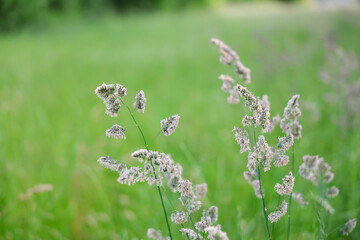 Detailed view of pollen-laden grass head in a natural setting. High allergy risk during peak bloom