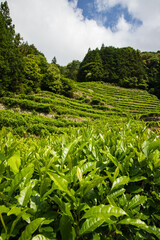 静岡のだんだん茶畑
