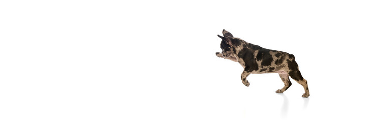 Banner. Merle French Bulldog puppy runs forward with lifted paw and flapping ears, showing playful energy against white studio background. Concept of pets care, veterinary, grooming services