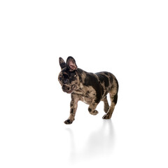 Young French bulldog with merle fur, turning to side while walking with bright expression, alert...