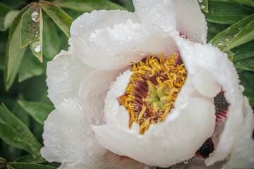 White peony flower in bloom covered with rain droplets, surrounded by lush green foliage,...