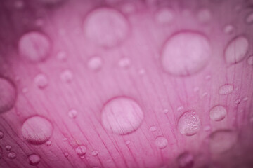 Macro image of water droplets on a pink petal surface, showing fine textures and soft lighting for a delicate, serene aesthetic.