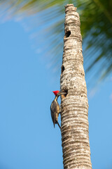 Woodpecker from Costa Rica, Lineated woodpecker, Dryocopus lineatus, sitting on branch with nesting hole. Costa Rica.