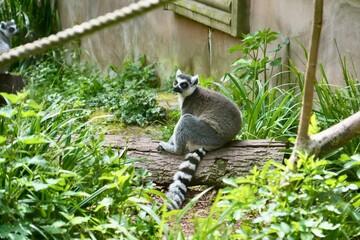 A black and white ring-tailed lemur sitting on a log in the undergrowth. 