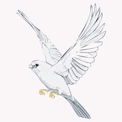dove of peace vector illustration