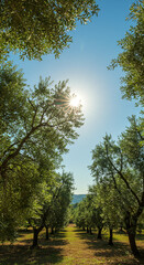 Walking Through Orchard with Sunlight Streaming Through Tree Branches