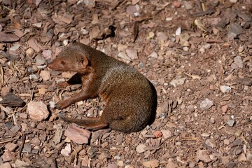 Dwarf Mongoose. Helogale Parvula. Found in Eastern Africa. 