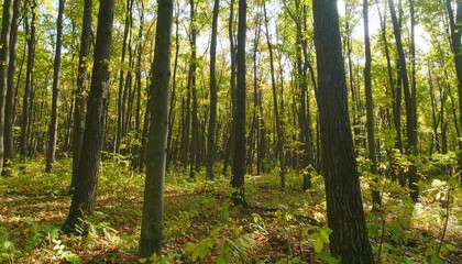 Obraz premium Sunny Autumn Forest Landscape.