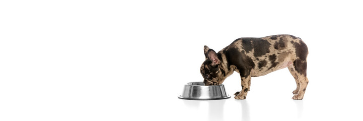 Banner. Little bulldog drinking water from metal bowl, head dipped low, focused on meal with calm posture against white studio background. Concept of canine food, pet nutrition, puppy wellness