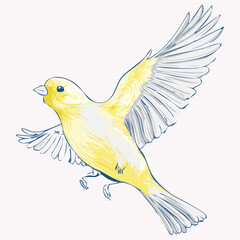 yellow and white bird
