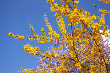 Forsythienblüte