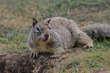Squirrel - Sciurus vulgaris - single mammal on grass, Klifornia,USA