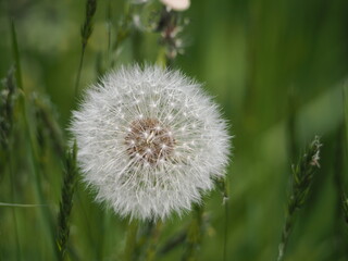 タンポポの綿毛のクローズアップ