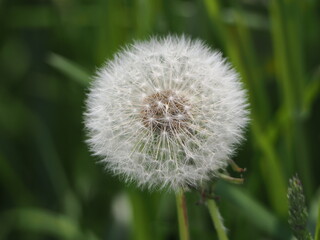 Fototapeta premium タンポポの綿毛のクローズアップ