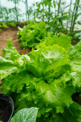 beautiful home garden and various fruits and vegetables