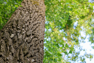 Obraz premium Upward perspective of a mature tree showing detailed bark and soft-focus leaves with backlight