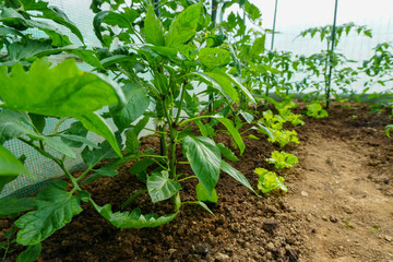 beautiful home garden and various fruits and vegetables