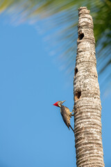 Woodpecker from Costa Rica, Lineated woodpecker, Dryocopus lineatus, sitting on branch with nesting hole, Costa Rica.